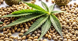 Cannabis Seeds Nebraska A Guide to Growing in the Cornhusker State Cannabis Seeds Nebraska A Guide to Growing in the Cornhusker State