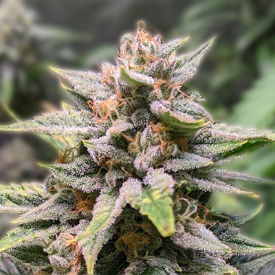 Cannabis Seeds Nebraska A Guide to Growing in the Cornhusker State Cannabis Seeds Nebraska A Guide to Growing in the Cornhusker State