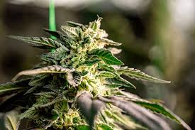 Exploring the Best Marijuana Seeds in Arizona Your Ultimate Guide Exploring the Best Marijuana Seeds in Arizona Your Ultimate Guide